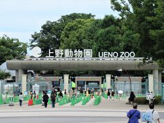 上野動物園（東京都台東区上野公園）

文化会館と西洋美術館の間をまっすぐに進むと突き当たりに動物園があります。
正門入口は狭く見えますが、敷地はこの奥と横に広がっていて、かなり広いです。
みんなの目当ては、ジャイアントパンダのシャオシャオとレイレイ、親のシンシンですが、観覧に事前申込みが必要で抽選になっています。（2022年7月22日現在）