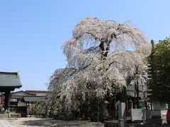 龍蔵寺の桜