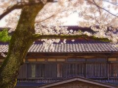 せっかくこの時季に来たので、雷電神社のすぐ
傍にある「松ヶ岡開墾記念場」の桜を観に。
