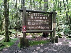 富岳風穴のすぐわきには青木ヶ原樹海の散策路がありました。