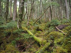 白駒池（白駒の池）苔の森

白駒荘さんで催行しているガイドツアーに参加。
