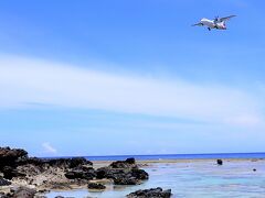 また、島旅の足として欠かせないモノ；レンタカーの予約も忘れてはいけない。

台数に限りのある島のレンタカーの予約は出遅れるとまずいのだが、3月に島のレンタカー屋さんにメールしたら「まだ予約は始まっていない。7月の予約は5月中旬から」と返信があり、5月のGW開けに再度レンタカー屋さんへと連絡をした。

ところが、5月中旬予約開始と聞いていたのに私が借りたいと思っていた初日はもう既に満車で貸せる車がない！とのこと。
一応事前にメールで日程は伝えてあったのだから仮予約のような形でおさえてくれていても良さそうなモノだが、無い袖（クルマ）は振れないよね。

結局、滞在中に通しでレンタカーを借りることはできずに、アトリエレンタカーとメンショリレンタカーの2社からレンタルすることになった。
因みに24時間のレンタル代金はアトリエが3800円、メンショリが3300円で、車が新しいのはアトリエレンタカーかな。

そんなこんなで準備をした沖永良部島への旅は7/9に羽田を出発。
旅は順調にスタート･･･と書きたいが最初からトラブル発生で、鹿児島行きが羽田で30分ディレイとなり、鹿児島空港での沖永良部行きへの乗り継ぎが10分しかないという非常事態に。
幸い、鹿児島空港がそんなに広くなかったので10分の乗り継ぎ時間でなんとかセーフで、沖永良部便に乗れ、荷物共々無事、沖永良部空港に着陸できた。

島への着陸はちょっとワクワク。
プロペラ機が海面すれすれにランディングする光景は小さな島ならではで、珊瑚礁の青い海面に沿って下りる瞬間はドキドキした。

（写真：シャーシビーチにて）
