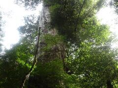 紀元杉（推定樹齢３０００年、幹回り８．１ｍ　樹高１９．樹上にはヒノキ等が着生し、秋には紅葉が綺麗です。木の先端は枯れています。）