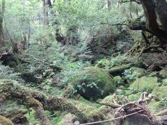 苔むす森（杉が倒れていたり、大きな岩が転がって居たり、辺り一面苔がびっしりと覆いつくしています。一番人気の所です。）