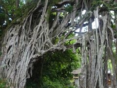 中間ガジュマル（無数の木根があるアーチ型をした島最大のガジュマルで樹齢約３００年です。）