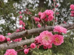 庭園には遅咲きの梅がありました。
平安時代に整備されたという古い庭園は広く
落ち着きます。晴れていれば…