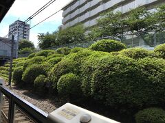 駒込駅のホームに沿ってツツジの木が並んでいます。満開になったら、ホームから絶景が見えそう。