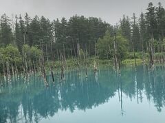 　2022年7月24日（月）旅行2日目の続き
　「ファーム富田」に後ろ髪をひかれながら、青い池へ。ここでの滞在時間もやはり40分。どうしてどこも40分なの？
　青い池は、防災（砂防）工事中の美瑛川に突如として現れた神秘的な池です。「美瑛ブルー」と言われています。水が青いのは、美瑛川に滝の地下水が混ざり、コロイドと言う状態になったからだそうです。
