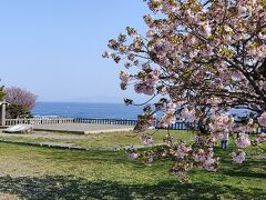 海と桜