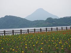 ●池田湖

違う場所では、咲いていました。
1月には、池田湖では菜の花が満開になり「菜の花マラソン」が行われるようです。
1月に満開とは、南国らしいですね。