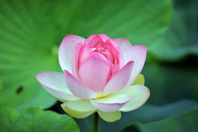 櫻堂薬師（桜堂薬師）「鶴池」のハスの花』瑞浪(岐阜県)の旅行記