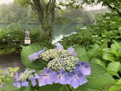 次は、五色沼の1つ、毘沙門沼へ。千葉では、紫陽花は枯れているのに福島はこれからです。奥が毘沙門沼。