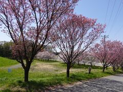 桜を見に「きぬふれあい公園」に足を運びました。
整然と美しく絵になるタイプの公園ではありませんが、桜の花が咲き誇る姿を楽しむことが出来ました。
時間の関係で園内を一周することは出来ませんでしたが、桜満開の季節は足を運ぶ価値があると感じました。