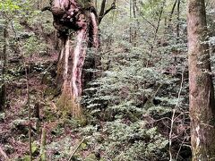 「仁王杉」

もともと近くに「仁王杉（吽形）」があったのが平成12年に倒れ、現在は近くにあった木が「仁王杉（阿形）」と呼ばれ、その名のようにお寺の門の「仁王像」が名前の由来らしい。