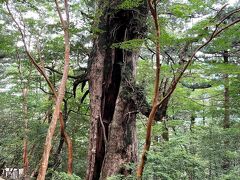 どうやらこれが「大王杉」　午前9時40分

縄文杉が見つかるまでは、この木が一番大きかったようです。