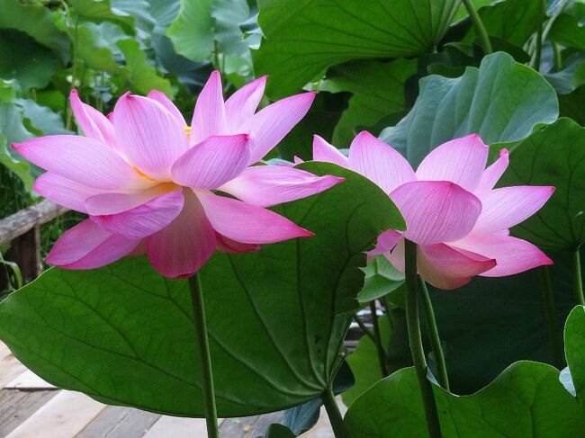 ハスの花咲く地蔵寺 - 定年後の生活ブログ