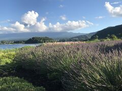 ホテルにチェックインした後、あのラベンダーが見てみたいので大石公園へ　あいにく雲がどっさりですが見られて感動&#10024;