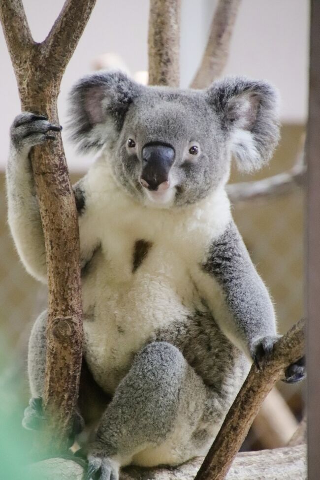 肌触りがいい koalaさま 専用ページ millenniumkosovo.org