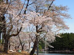 　トンネルを通過し六日町地区に入る直前を右折すると、「上の原公園 お松の池」(  https://snow-country.jp/?a=contents&id=1145   )があり、ちょうど桜が満開でした。