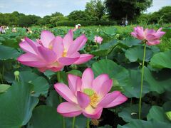 10：05　「古代蓮の里」を後にして、シャトルバスで10分、
10：15　「古墳公園バス停」着。