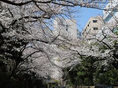 ちょうど桜の満開な時期に2週連続「さくらタワー」へ