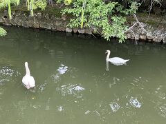 水路にガチョウ。