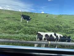 山本小屋ふるさと館に戻り、王ヶ頭ホテルまで、バスで移動します。
途中、牧場には、牛が沢山います。
美ヶ原高原牧場に、３５０頭放牧されているようです。