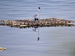 加茂湖の牡蠣筏にいたミサゴ