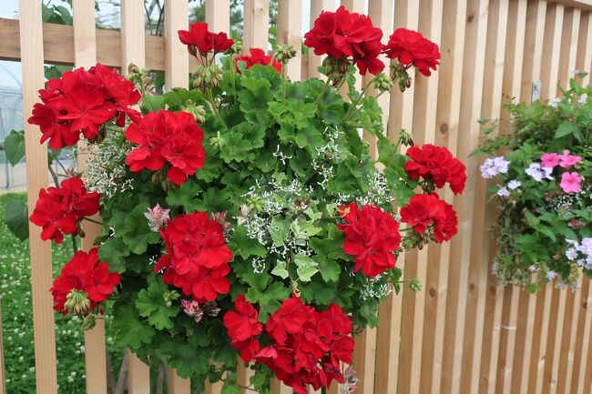 鮮やかさが目を引きます