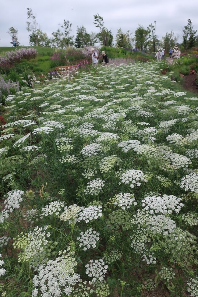 レースフラワーの白色が涼しさを覚えます