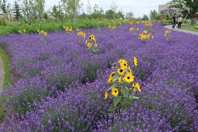 ラベンダーとひまわりヒブリダサンフィニティーが見事です