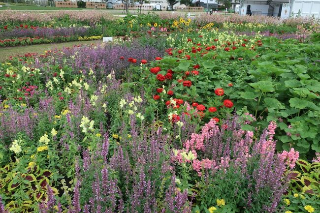何種類の花が咲いているのでしょうか？