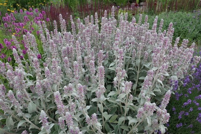 名前のわからない、一度聞いてもすぐに忘れてしまいそうな名前の花が多いですね