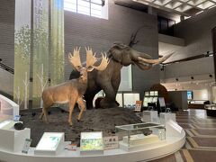 館内に入るとナウマンゾウとオオツノジカの復元模型がドーンとありました。
エアコン効いてて涼し～い。外は猛暑ですから(;^_^A
コインロッカー（リターン式）にスマホ以外全部入れて身軽になりました。