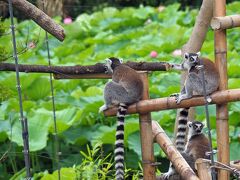 「上野動物園」の弁天門から入園。
不忍池方面から入れるゲートです。

※前回の様子は下記リンクからどうぞ。
https://4travel.jp/travelogue/11760945

ワオキツネザルさんと蓮の花　ﾊﾟｼｬｯ! Σp[【◎】]ω･´)