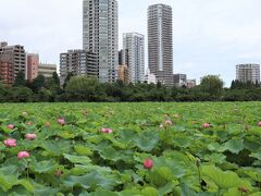 7月下旬、上野不忍池のハスが咲き始めました