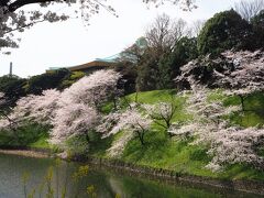 桜の奥には日本武道館の屋根が見えています。