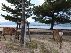 宮島について、鹿と遭遇。
宮島は奈良と違って、鹿に餌を与えてはいけないようになってます。餌あげ禁止です。