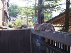 のんびり歩いて
中村屋旅館の前で、看板猫たちの昼寝に遭遇