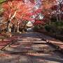 錦繍の京都でのんびり一人旅　第5日(最終日)