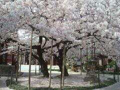東長寺の桜です。見事とか美しいとかのレベルを超えているような、私が今まで見た桜の中で一番素晴らしい桜だと思いました。多くの人が目を奪われていました。
