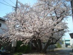 順心寺に入って少し奥（北側の駐車場方向）に行くと、見事な桜。