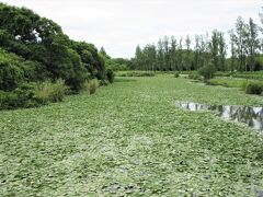 小合溜（東京都葛飾区水元公園）

潅漑用の水源地としての役割があった江戸時代の治水事業の名残りで、多くの野鳥が飛来したり、多くの釣り人の憩いの場になっている。
ここは突き当たりの水質浄化センターのある場所に近くて、水の流れが滞っているからか、睡蓮が水面を覆っていた。