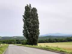 1972年に日産のスカイラインのＣＭに登場した、ケンとメリーの木。
ＣＭ「ケンとメリー」の登場人物にちなんで名づけられています。