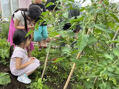 恵庭の従姉妹の家で半日、ニンテンドーDSで遊んで
家庭菜園でミニトマトの収穫を体験させてもらいました。