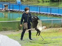 鳥好きなのでずっと行きたかった掛川花鳥園へ行きました。流石人気の動物園。混んでいました。
写真はヘビクイワシのショーです。偽の蛇を一生懸命キック！名前もキックちゃん（笑）
他にも、観客の頭上すれすれに鷹を飛ばせたり、面白いショーでした。