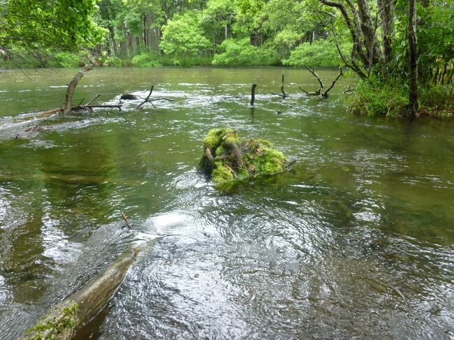 釧路湿原に浸る旅②釧路湿原源流を下る』釧路(北海道)の旅行記