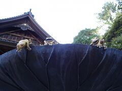 夕べは見られなかった、尾山神社のカエルたち