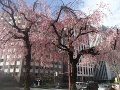 その交差点の一画には満開の桜！