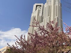 東京都庁と桜。
